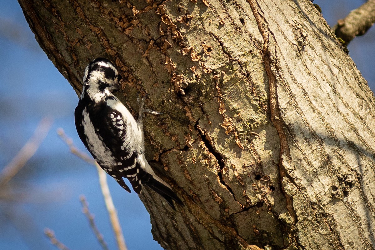 Hairy Woodpecker - ML647332570