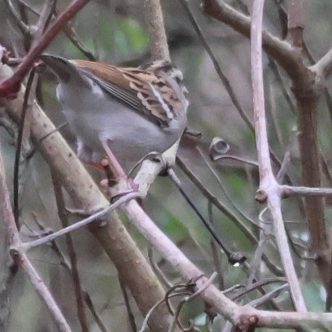 Chipping Sparrow - ML647332596