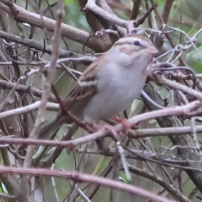 Chipping Sparrow - ML647332597
