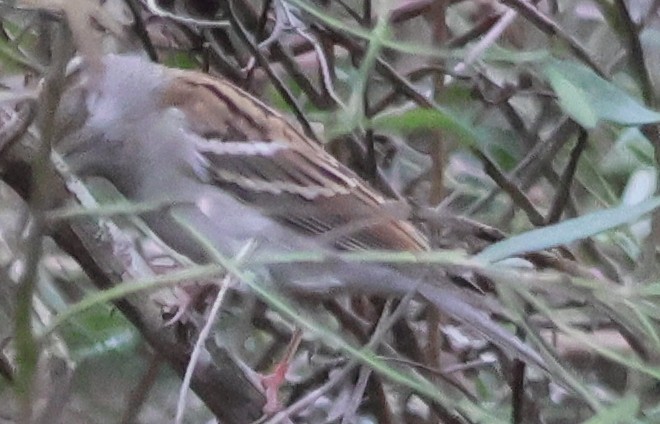 Chipping Sparrow - ML647332598