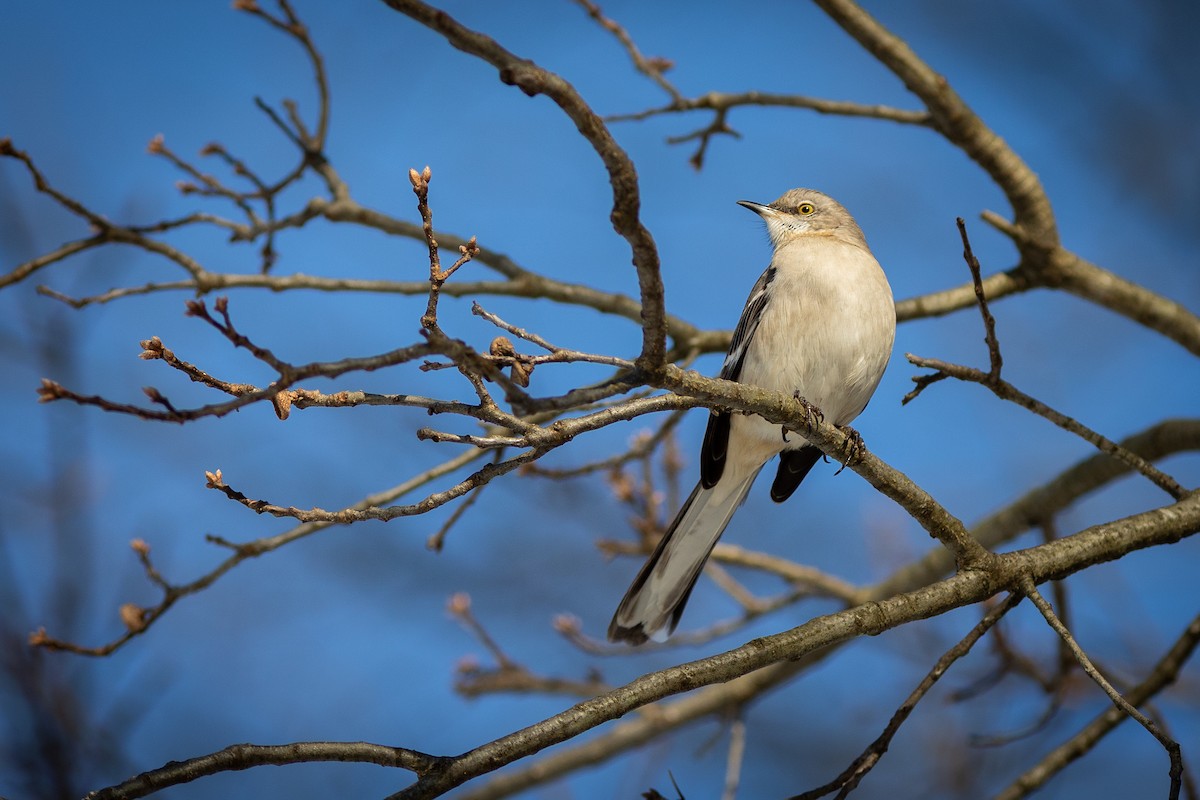 Northern Mockingbird - ML647332600