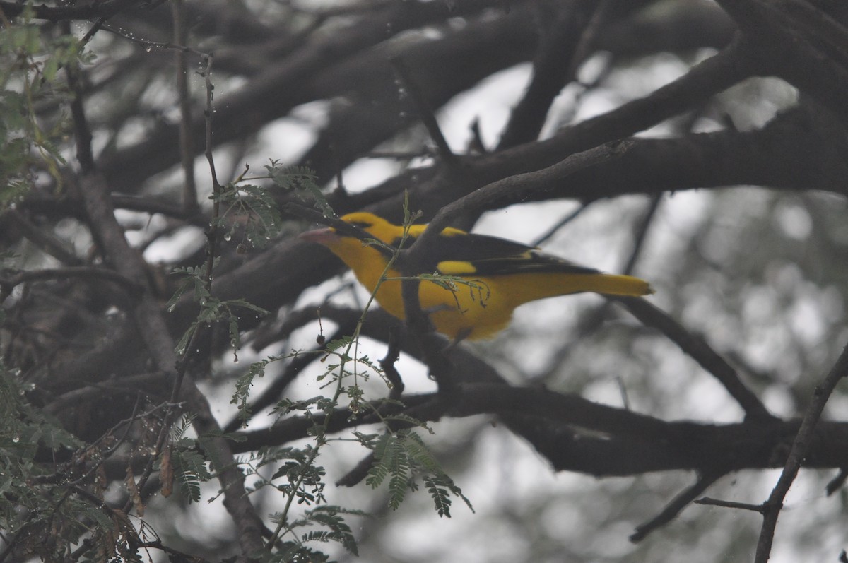 Indian Golden Oriole - ML647332607