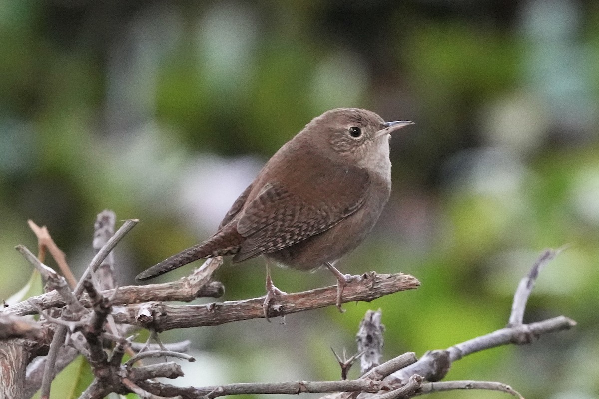 Northern House Wren - ML647332609