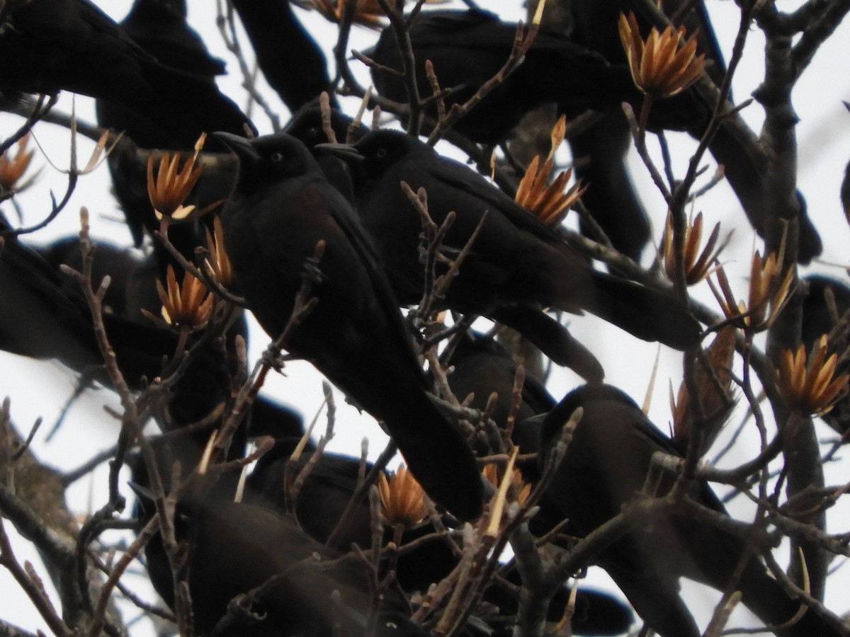 Quiscale bronzé - ML647332611