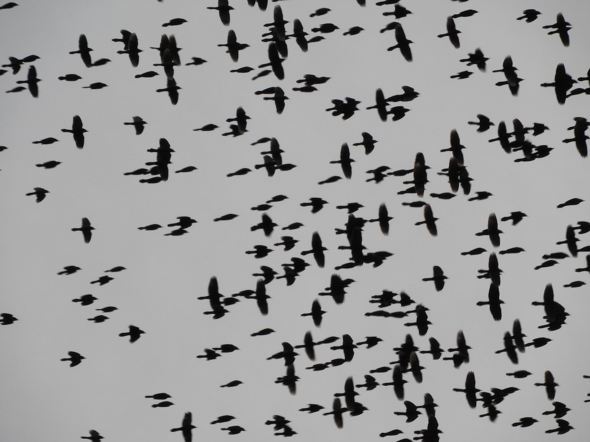 Quiscale bronzé - ML647332614