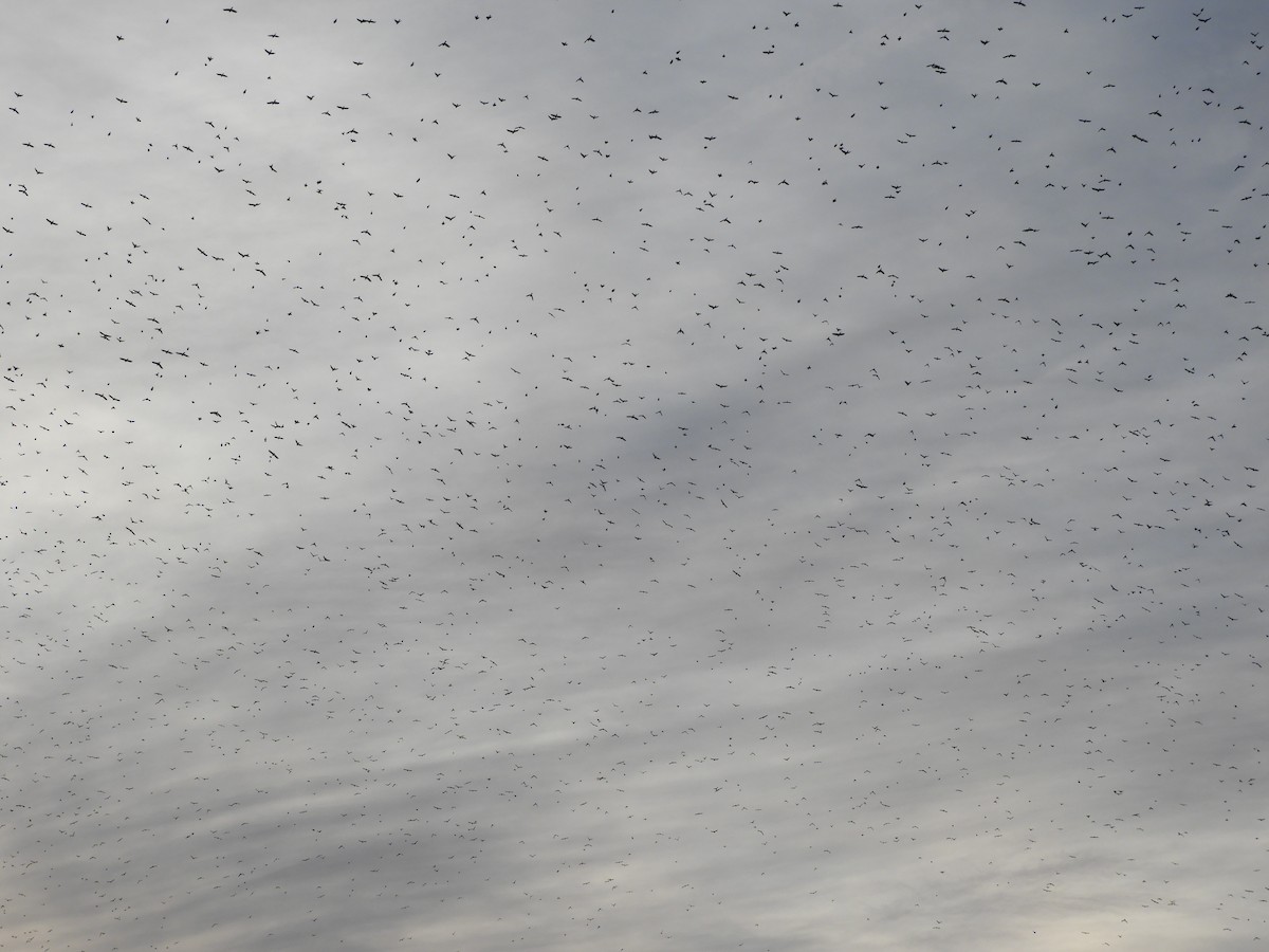 Quiscale bronzé - ML647332615