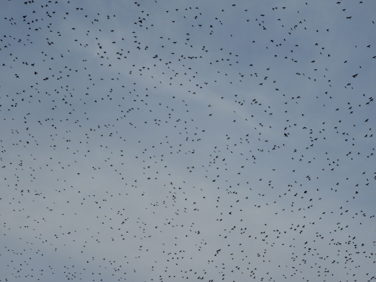 Quiscale bronzé - ML647332616