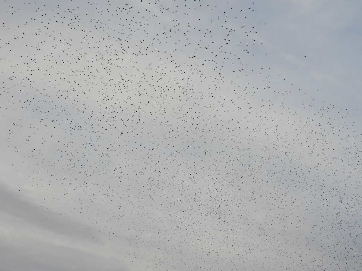 Quiscale bronzé - ML647332617