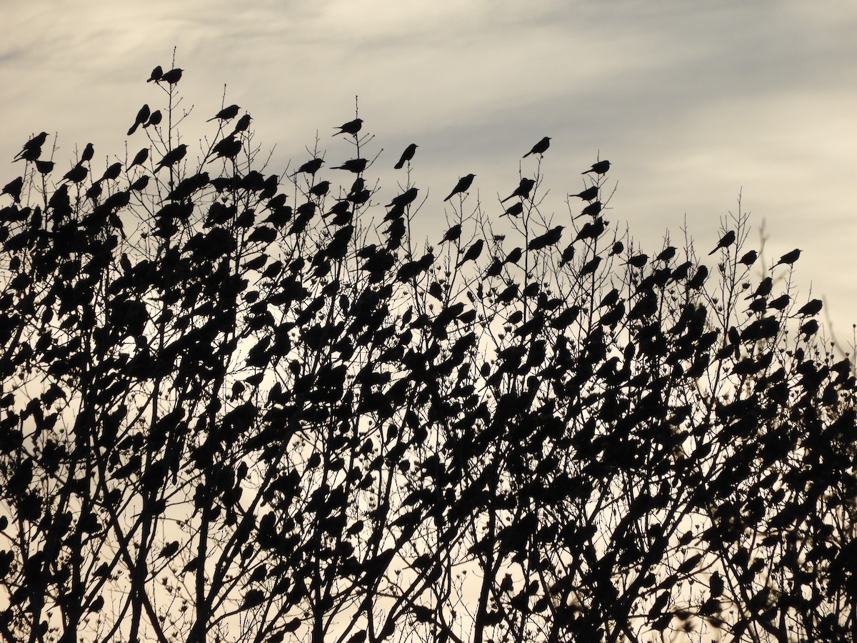 Quiscale bronzé - ML647332618