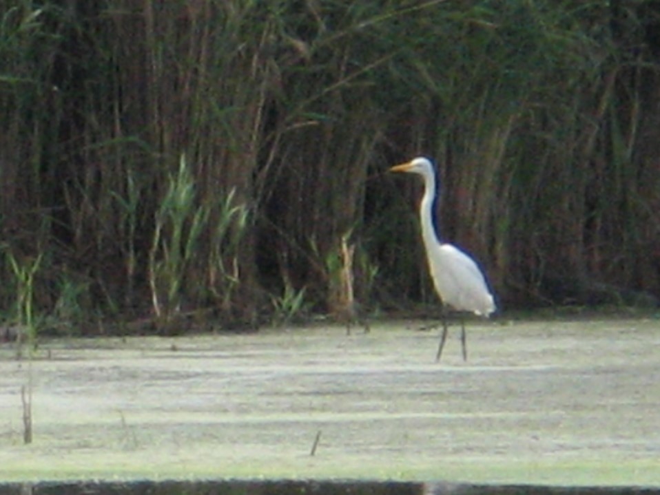 Great Egret - ML647332619
