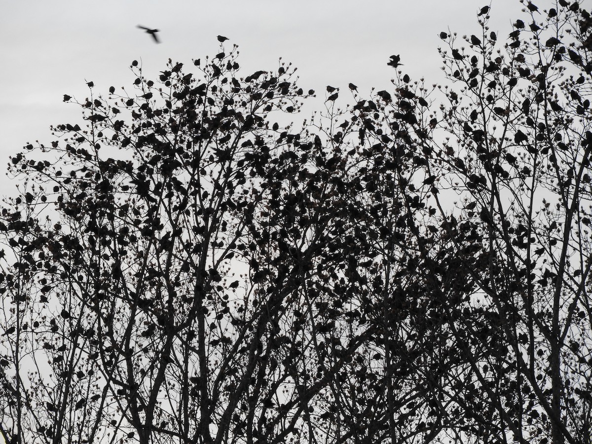 Quiscale bronzé - ML647332620