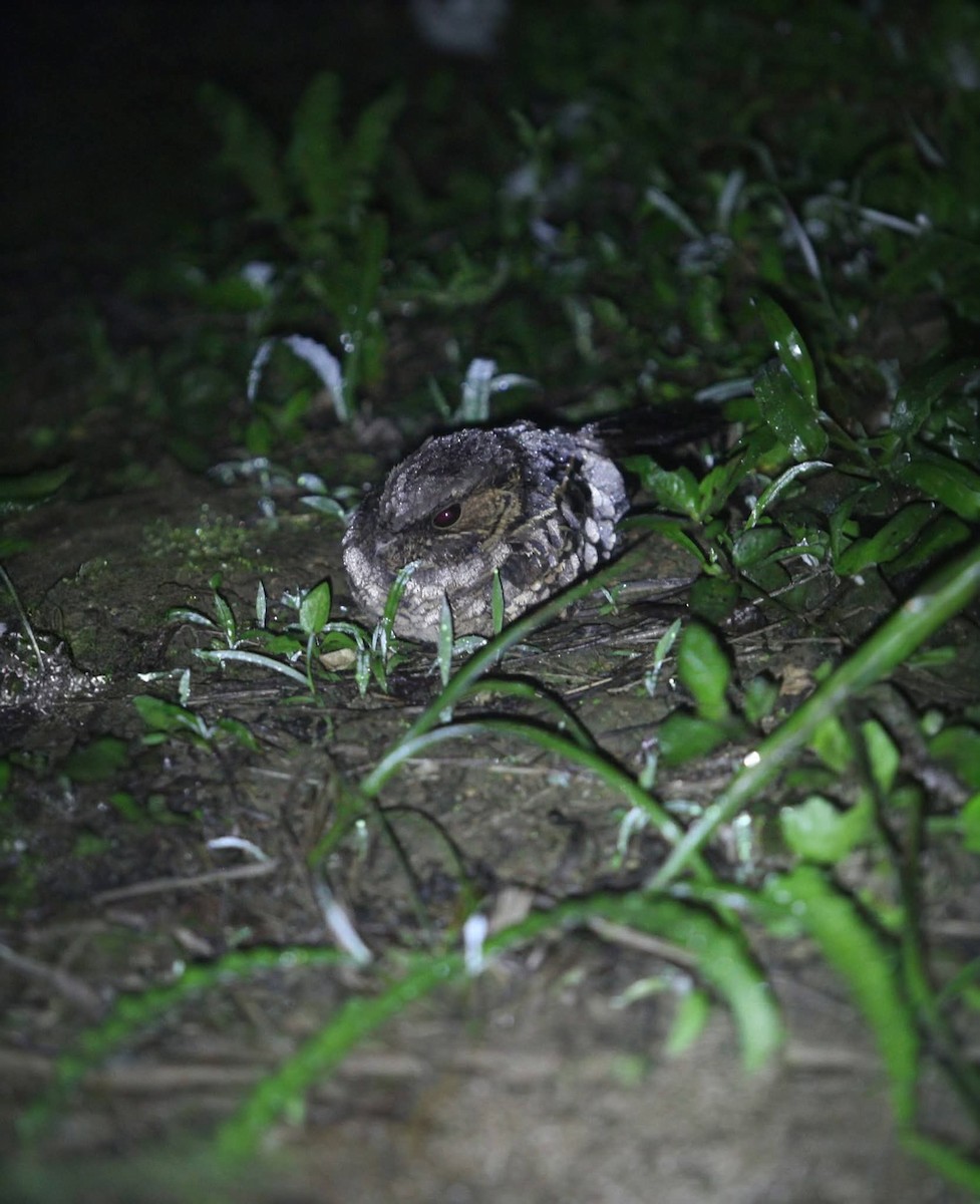 Common Pauraque - ML647332621