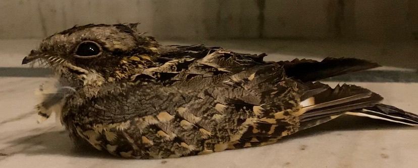 Chotacabras Hindú - ML647332647