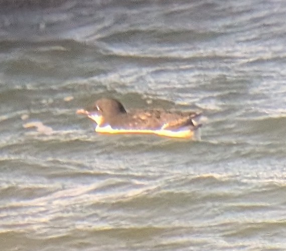 polarlomvi - ML647332650