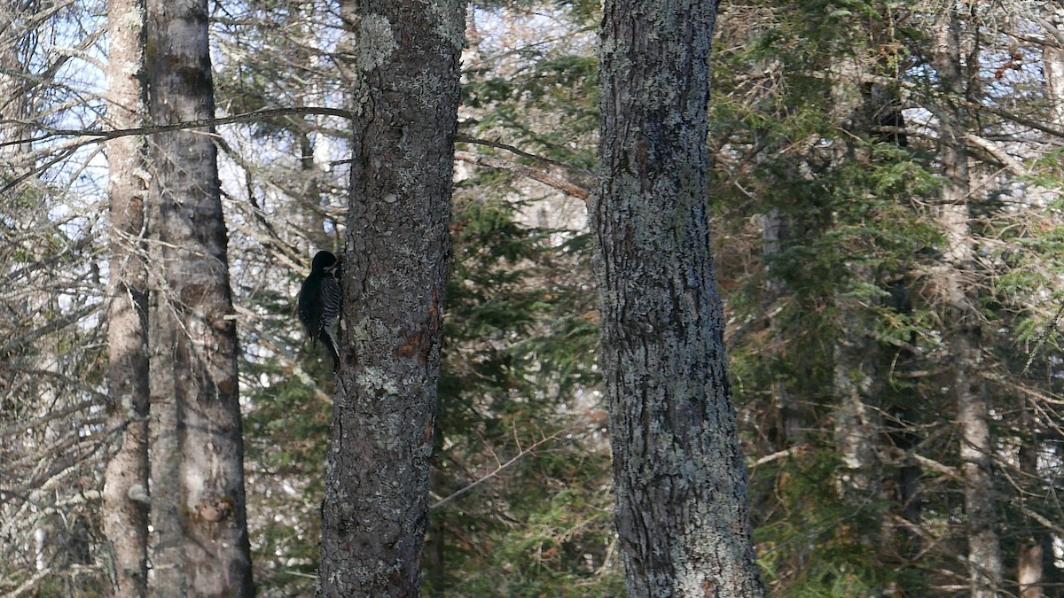 Black-backed Woodpecker - ML647332652