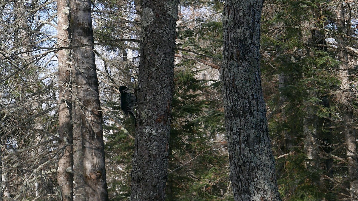 Black-backed Woodpecker - ML647332653