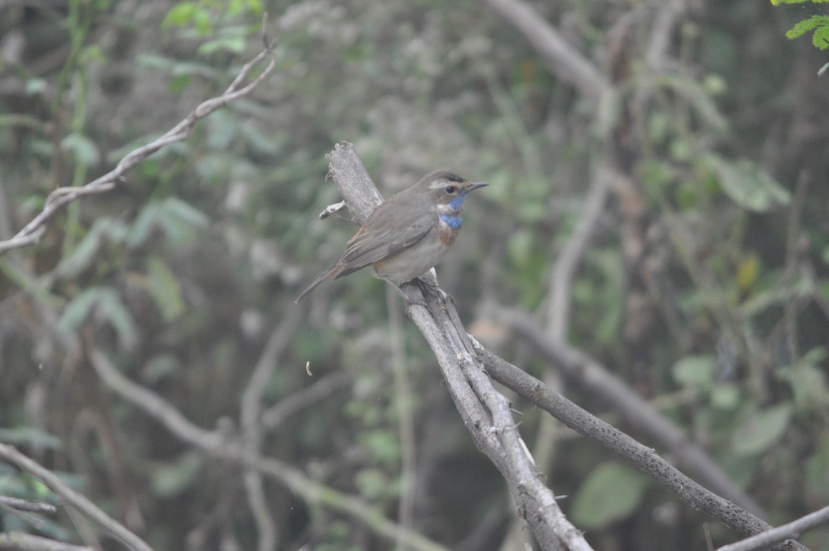 オガワコマドリ - ML647332656