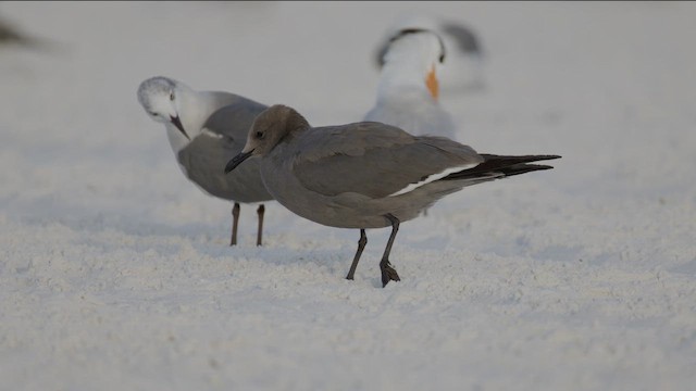 ハイイロカモメ - ML647332660