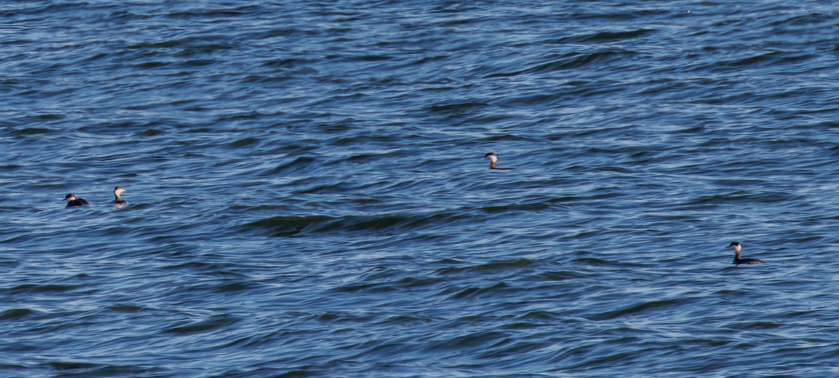 Красношейная поганка - ML647332665