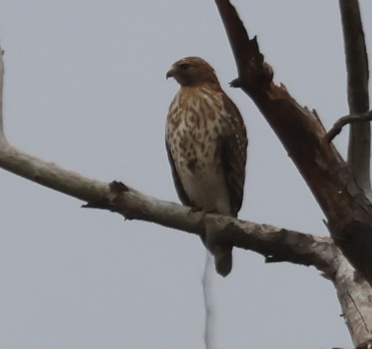Red-shouldered Hawk - ML647332667