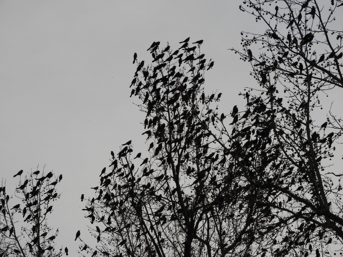 Quiscale bronzé - ML647332679