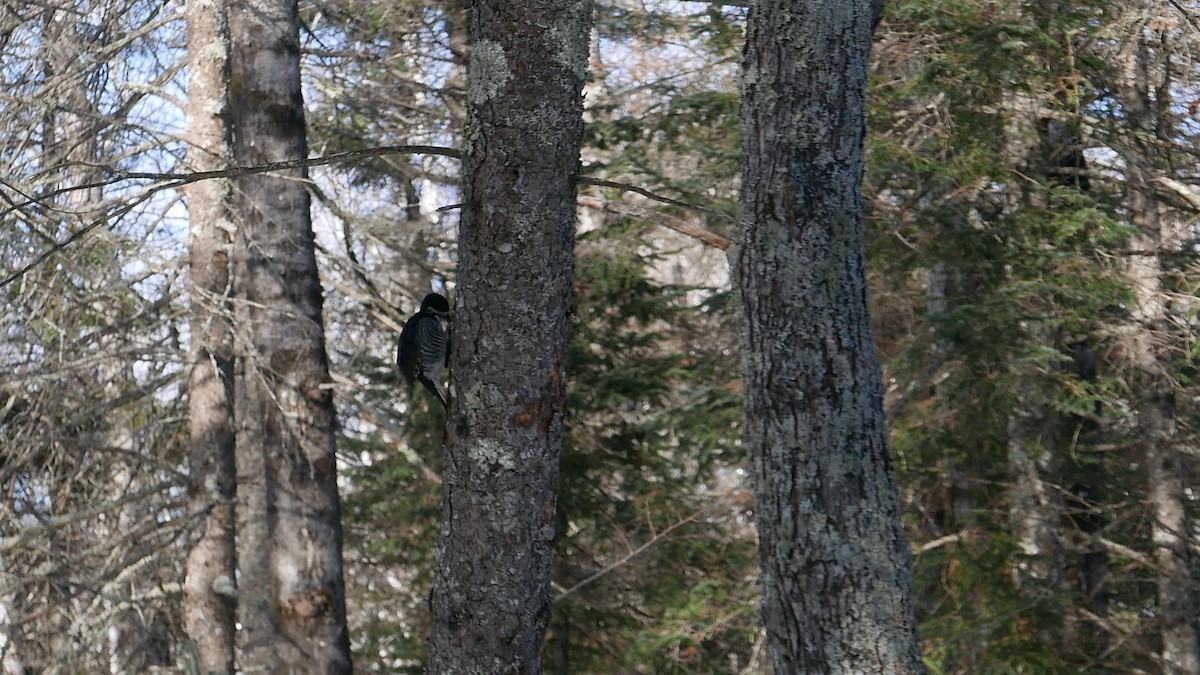 Black-backed Woodpecker - ML647332682