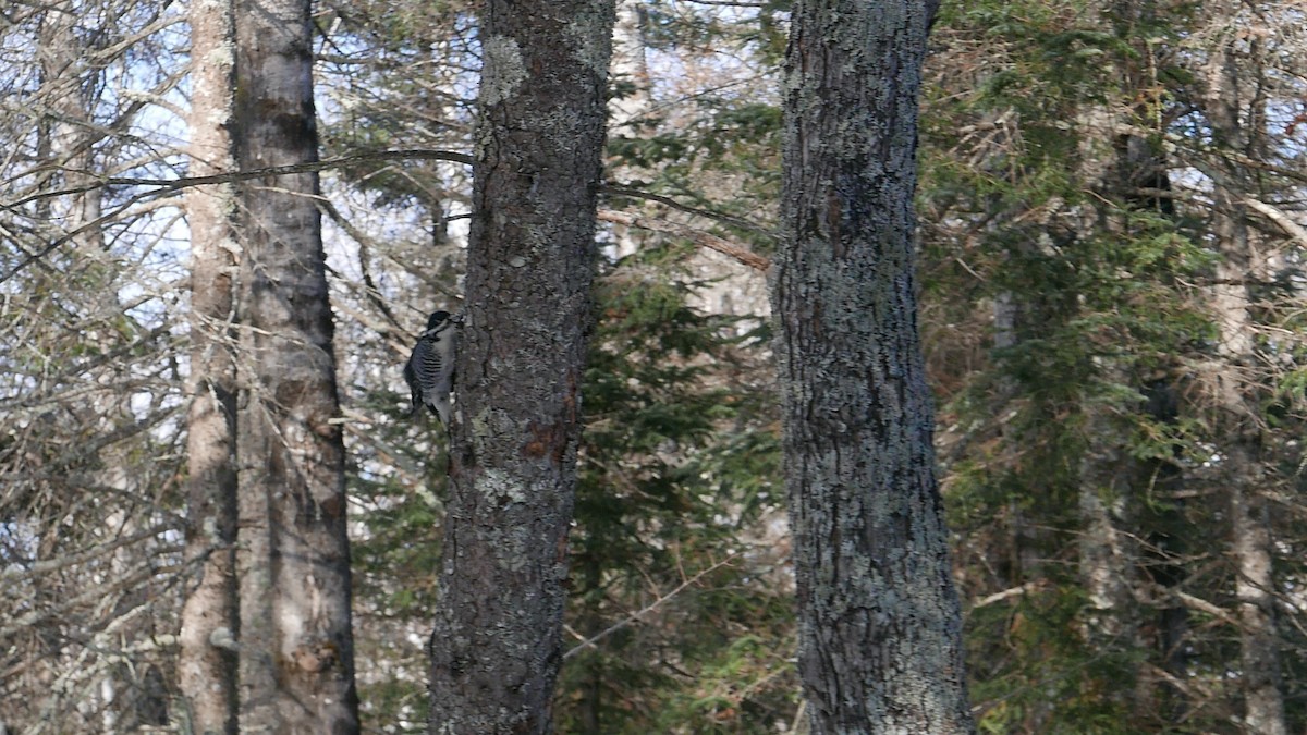 セグロミユビゲラ - ML647332683