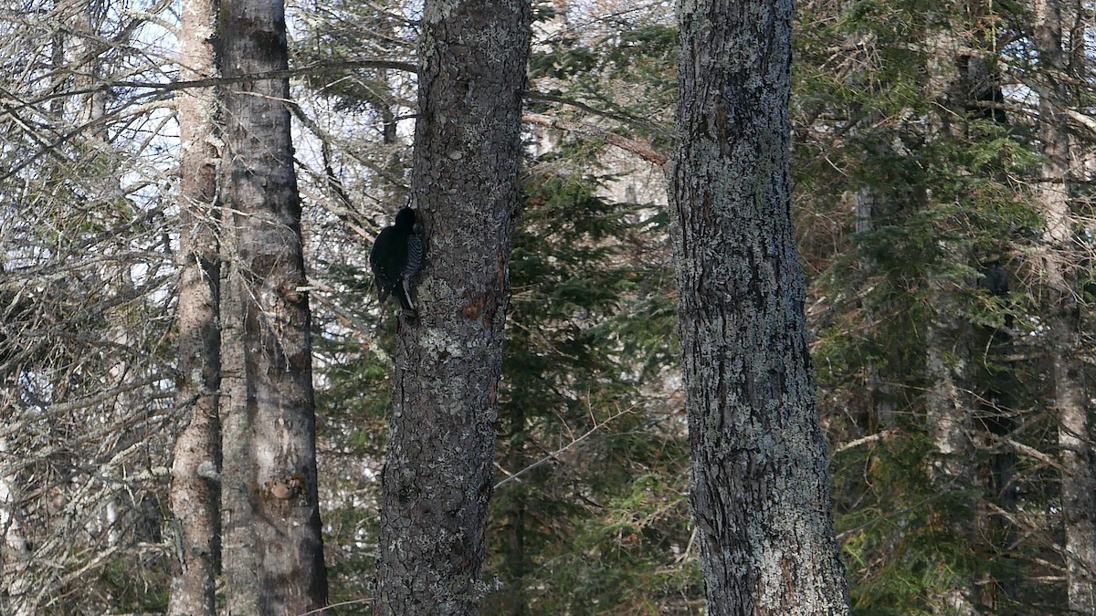 Black-backed Woodpecker - ML647332684