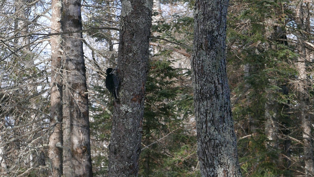 Black-backed Woodpecker - ML647332685