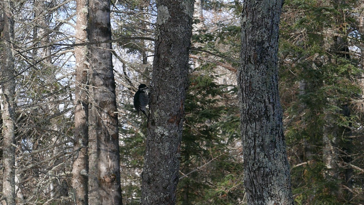 Black-backed Woodpecker - ML647332686
