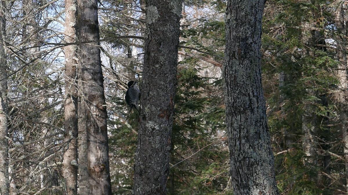 セグロミユビゲラ - ML647332687