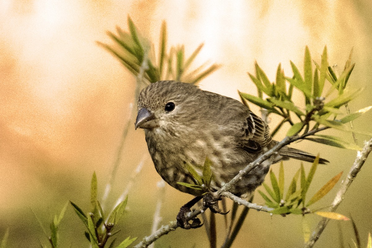 メキシコマシコ - ML647332702