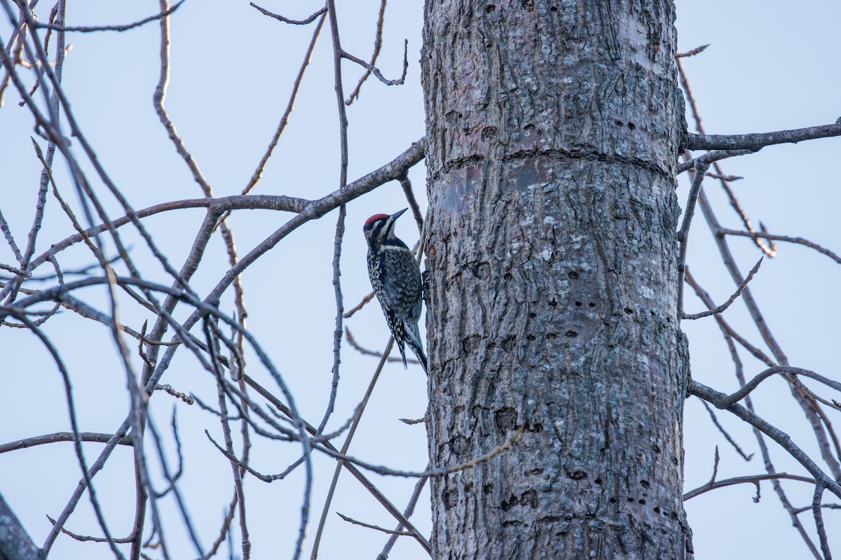 シルスイキツツキ - ML647332705