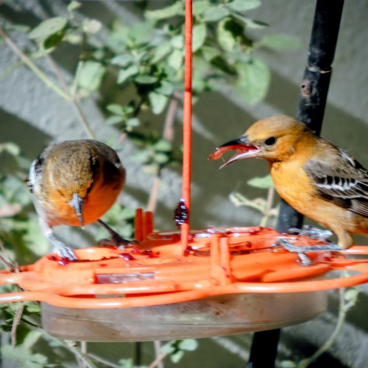 ムナグロムクドリモドキ - ML647332706