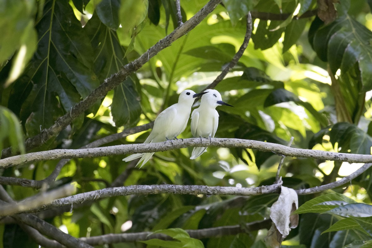 シロアジサシ（candida／leucopes） - ML647332707