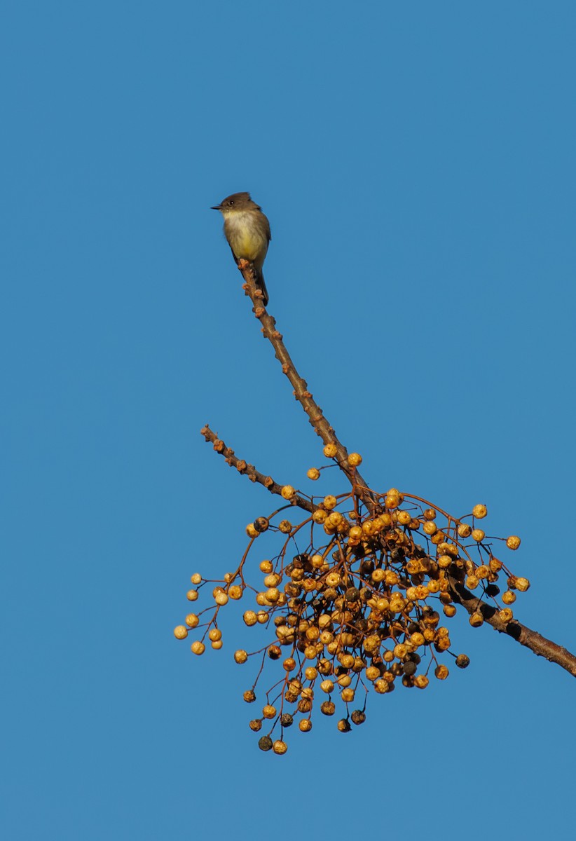 ツキヒメハエトリ - ML647332709