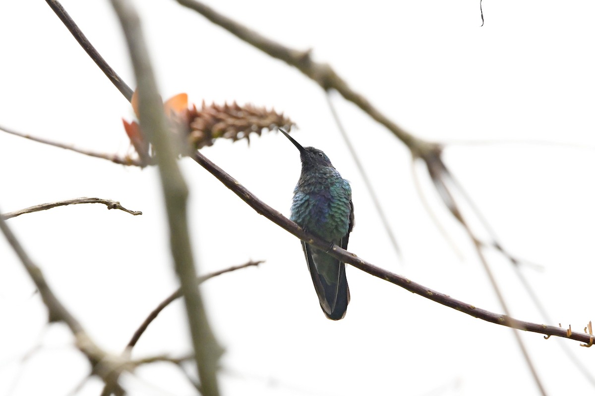 アオミミハチドリ - ML647332710