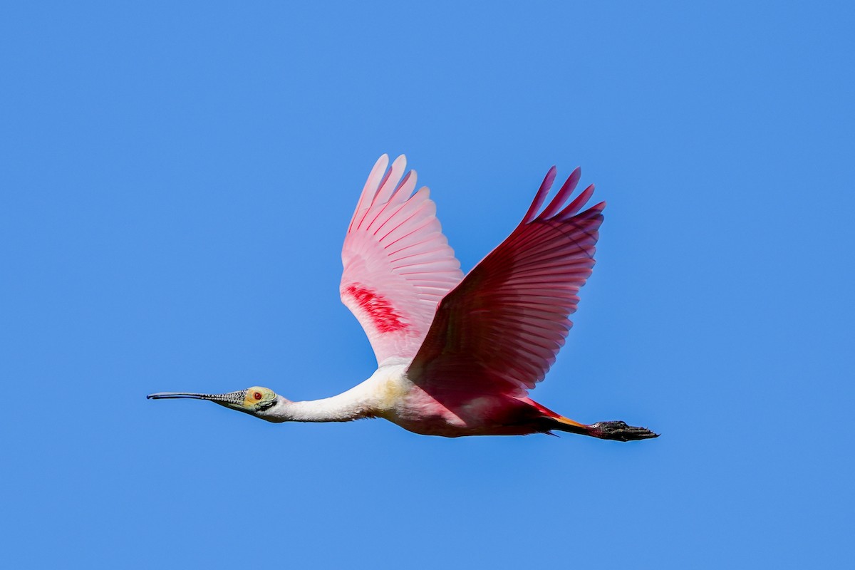 ベニヘラサギ - ML647332713