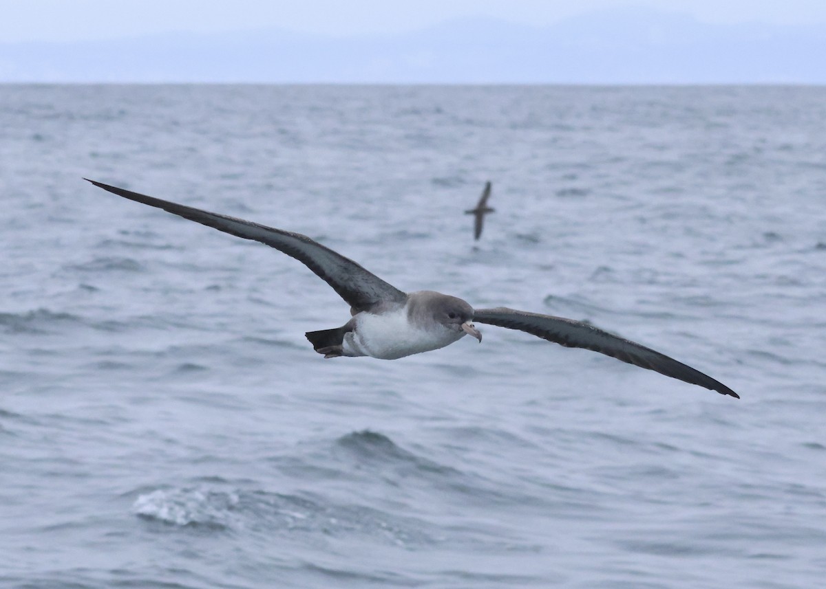 シロハラアカアシミズナギドリ - ML647332716