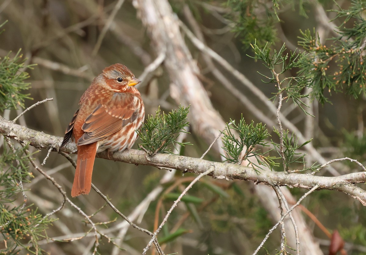 ゴマフスズメ（iliaca／zaboria） - ML647332720