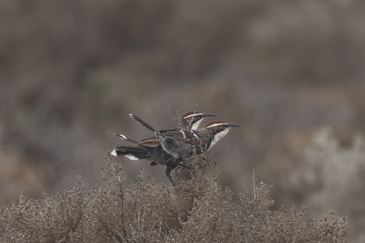 クリボウシオーストラリアマルハシ - ML647332724