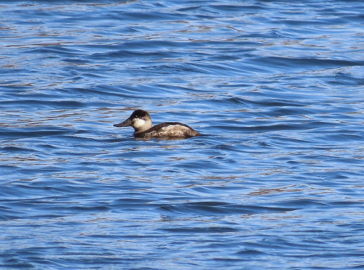 アカオタテガモ - ML647332725