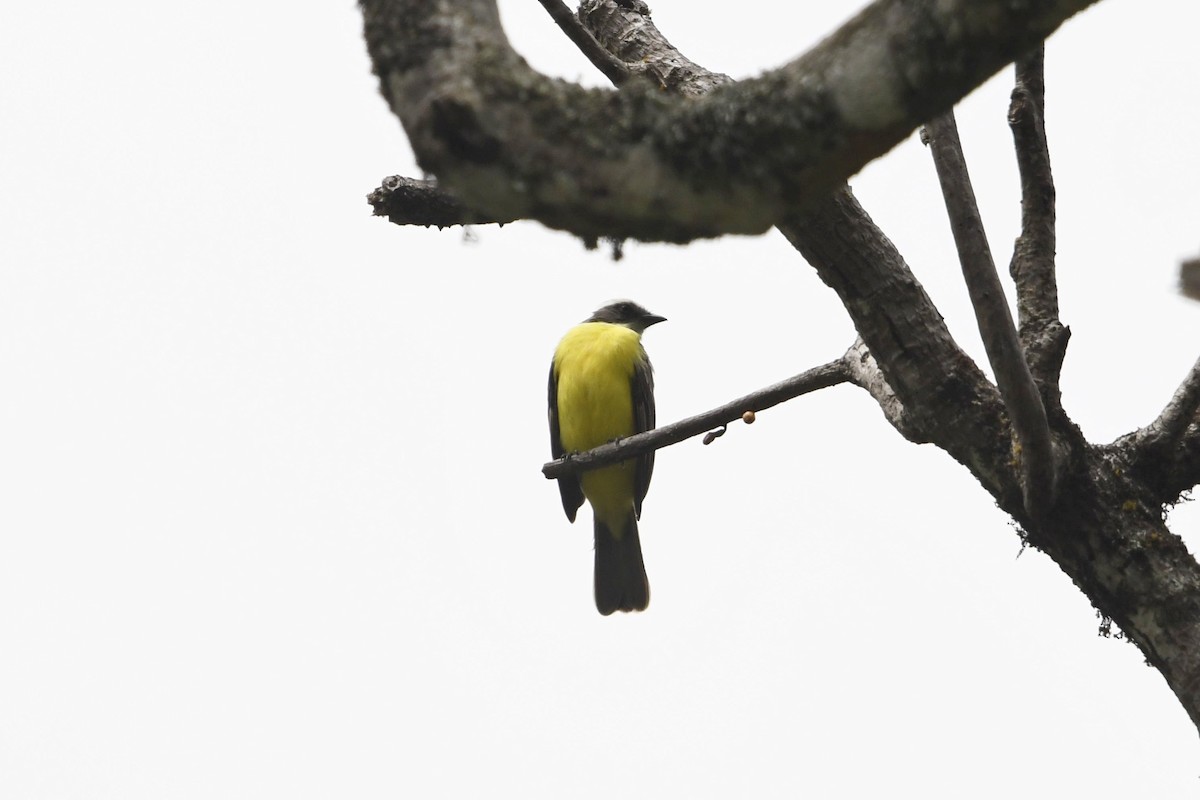 アカボウシヒタキモドキ - ML647332726