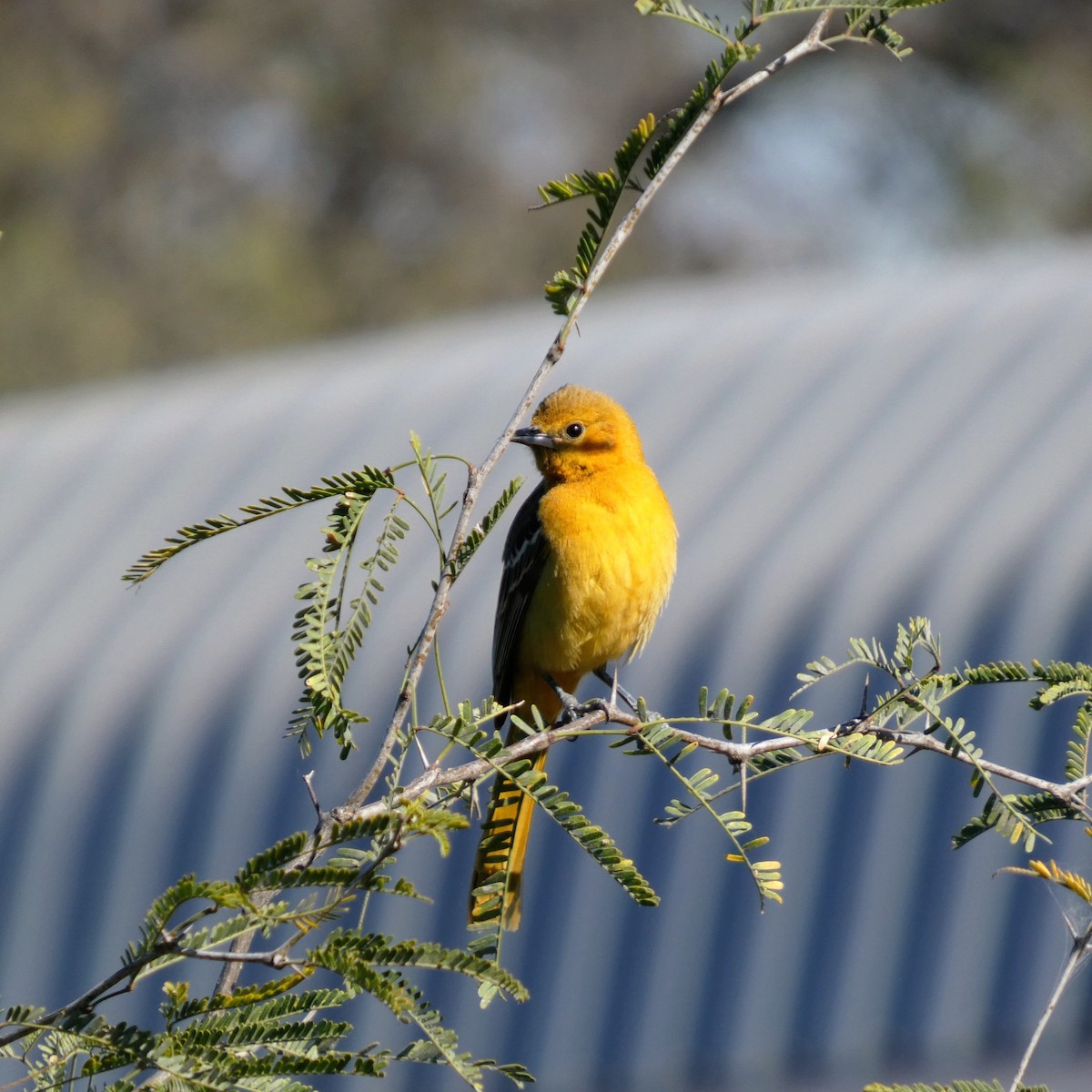 ムナグロムクドリモドキ - ML647332727