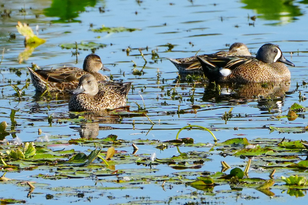 Sarcelle à ailes bleues - ML647332734
