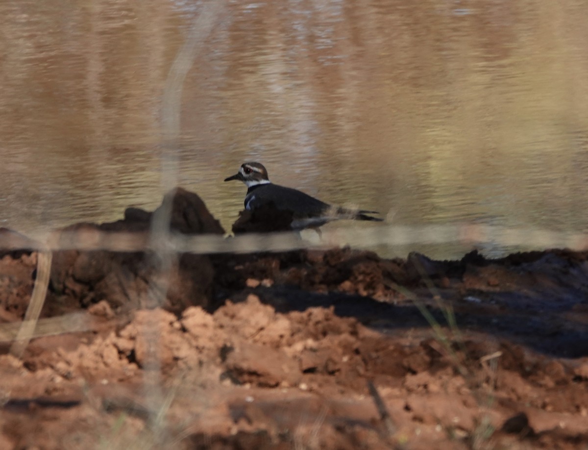 Chorlitejo Culirrojo - ML647332735