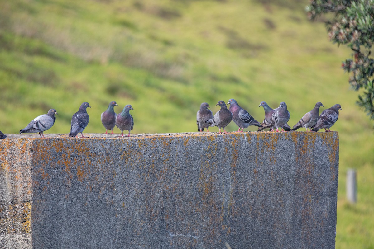 カワラバト（ドバト、家畜型） - ML647332736