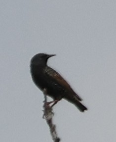 European Starling - ML647332755