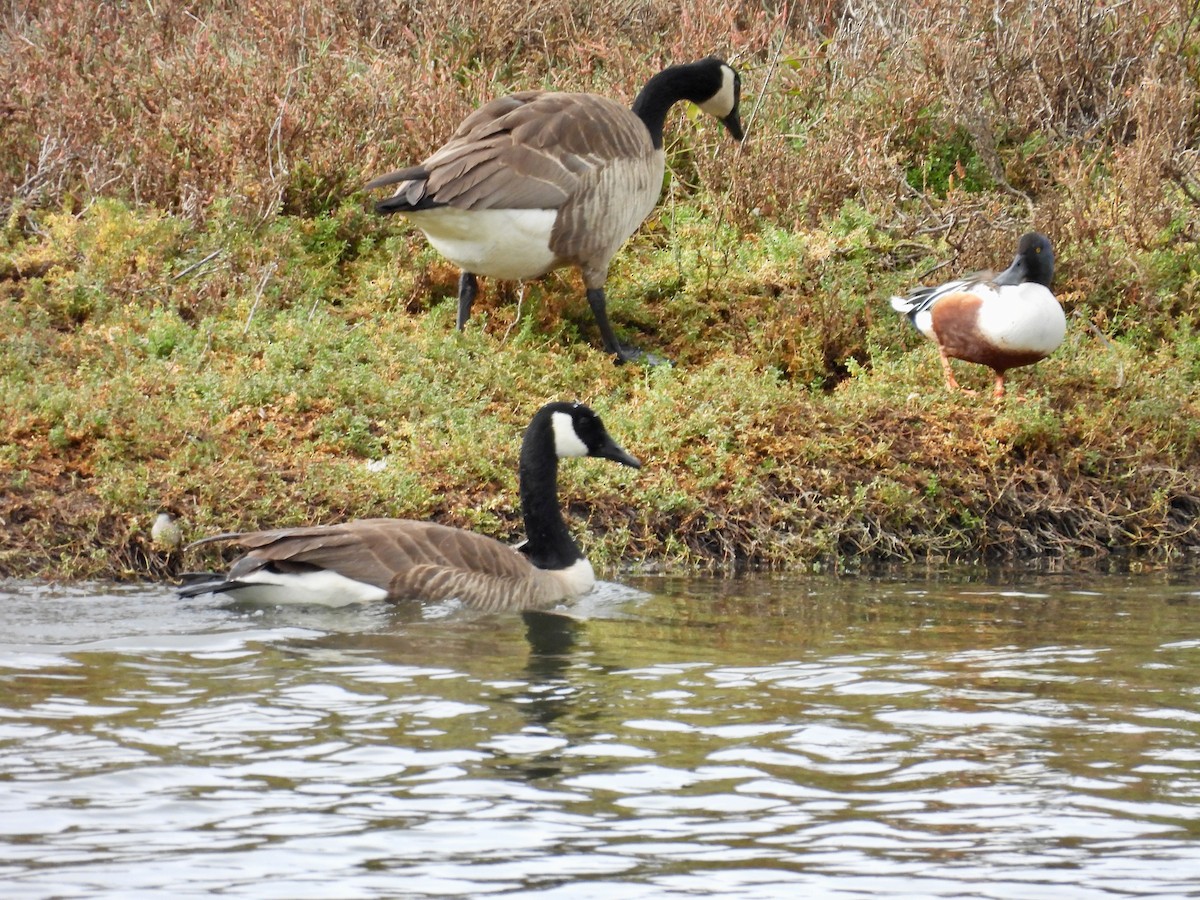 kanadagås - ML647332766