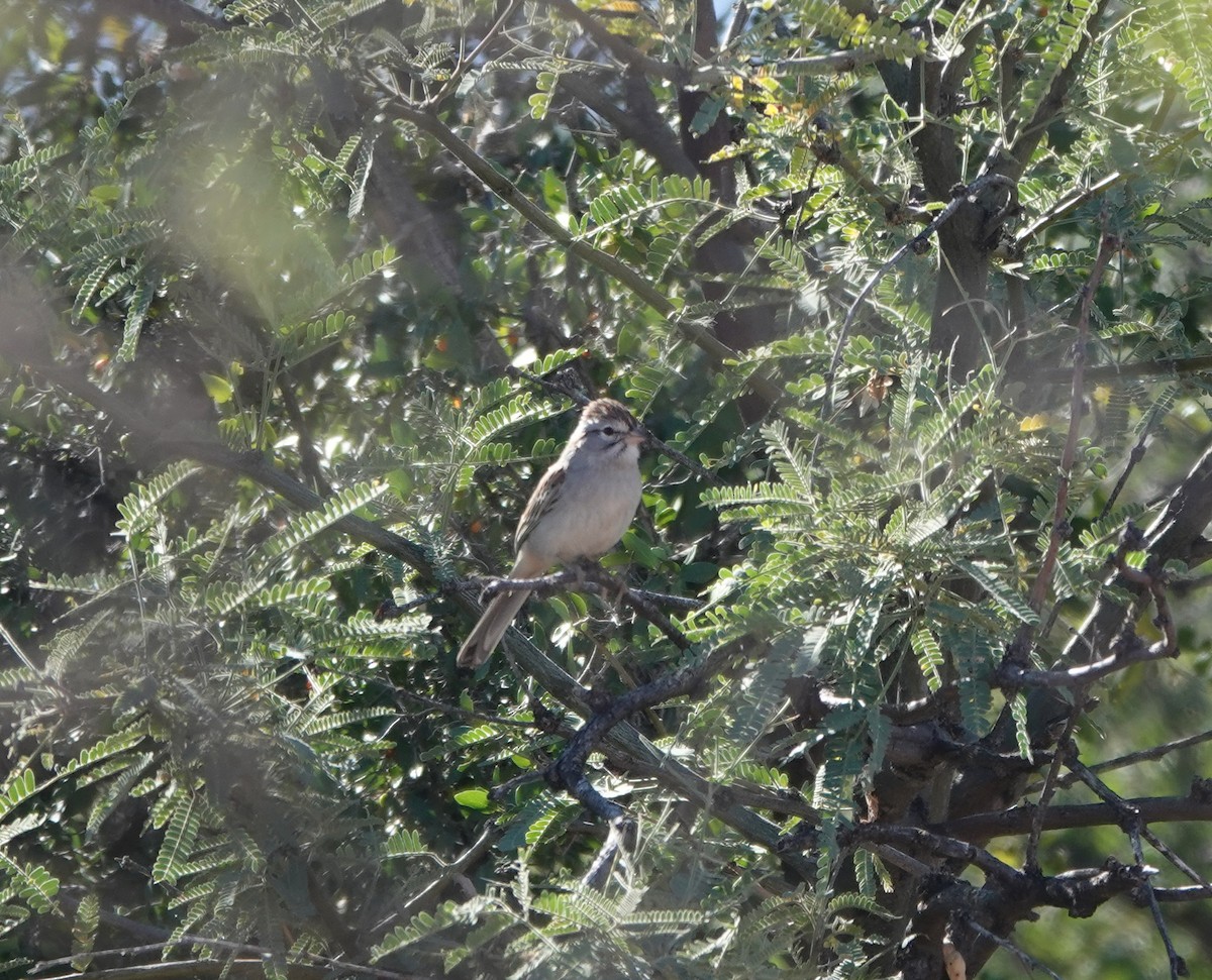 Chingolo Alirrufo - ML647332770